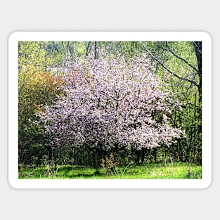 Apple Tree In Blossom Sticker